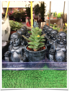 bouddhas-plantes