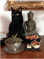 chat-bouddha