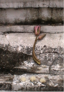 offrande-lotus-riz