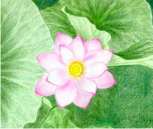 lotus-grand