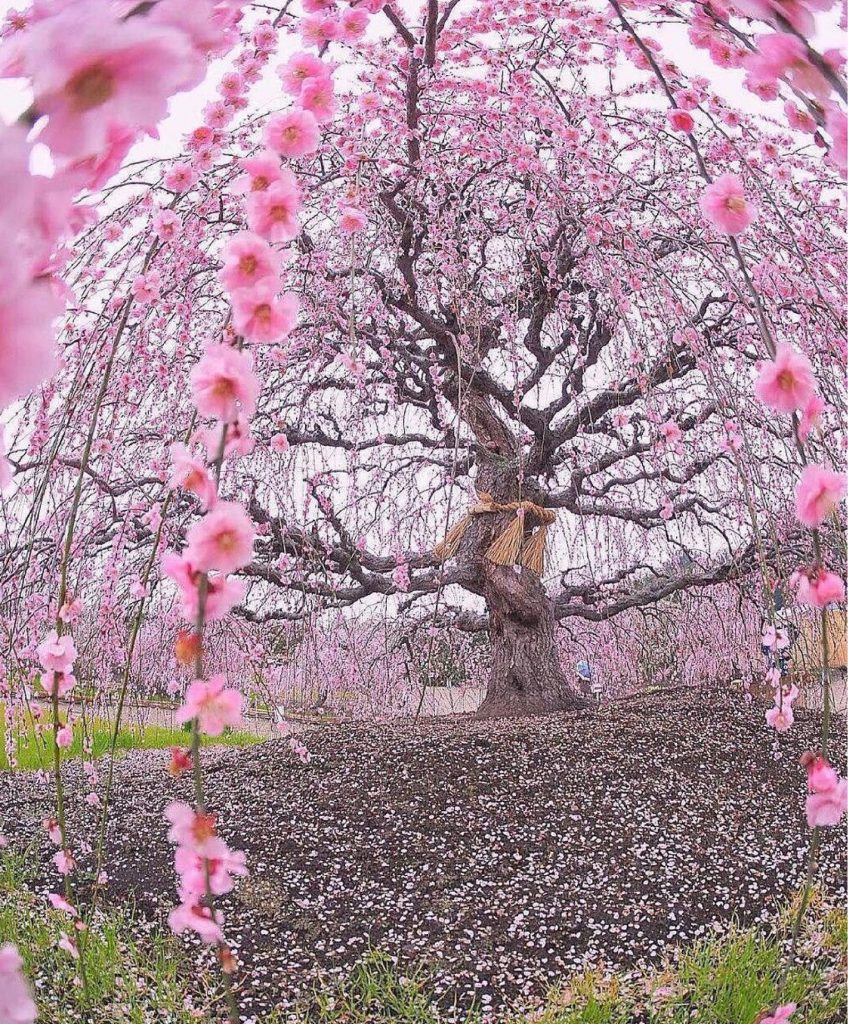 Vieux Cerisier en fleurs