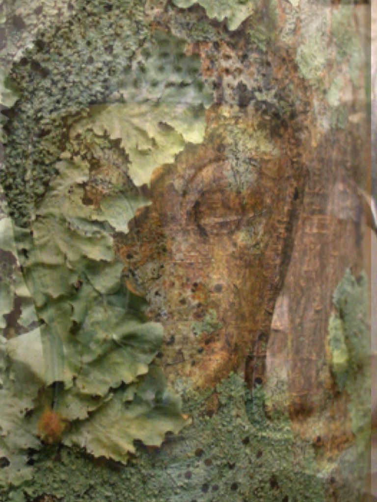 tete-Bouddha lichen2